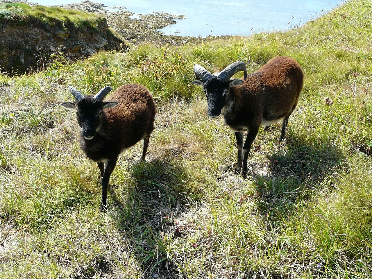moutons de Soay